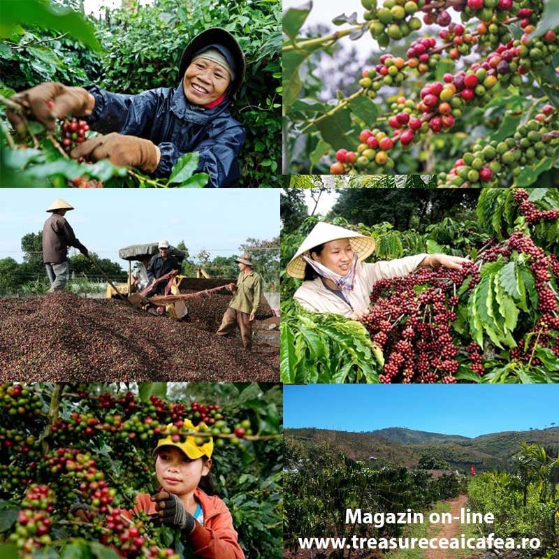 Cafea Vietnam Treasure